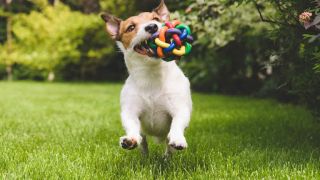 criaderos de perros en trujillo Pettoy accesorios para mascotas