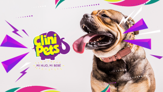 autolavado perros trujillo Clinipets