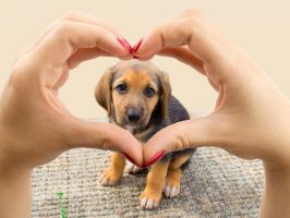 clinicas veterinarias en trujillo Veterinaria Framer